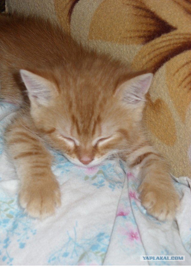 Котовторник 21.05.2013