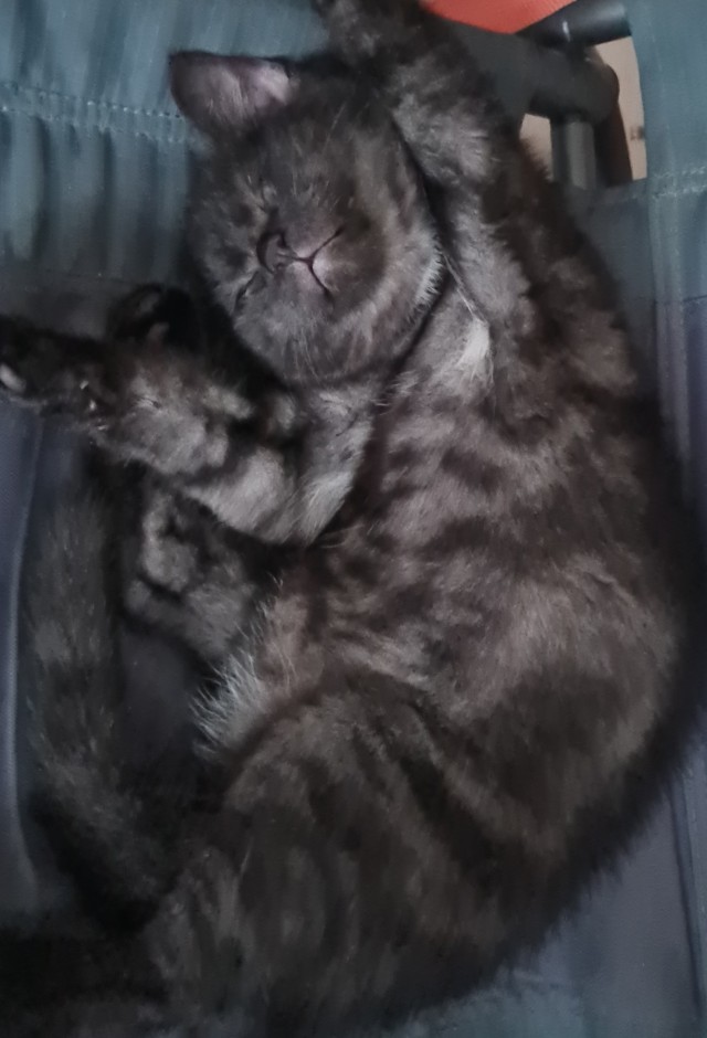 Подкидыш к котовторнику