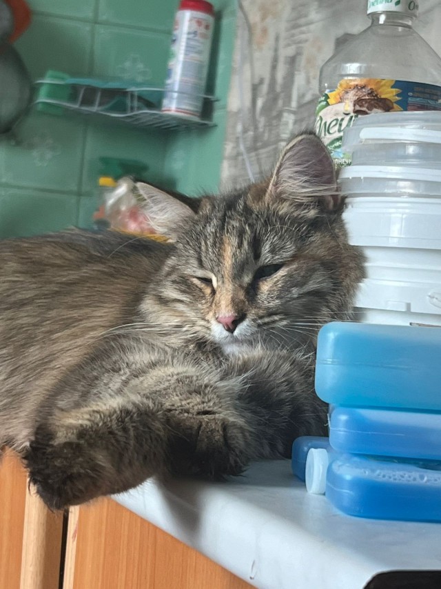 Котовторник в картинках