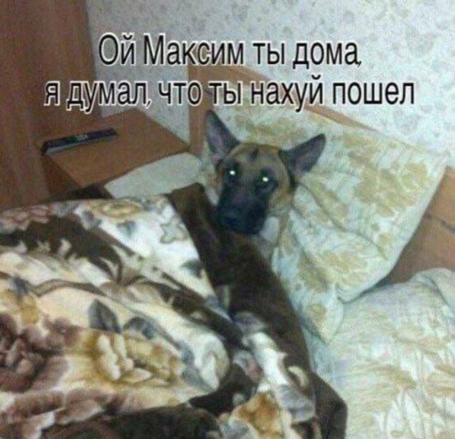 В каждой кошке живёт Химера