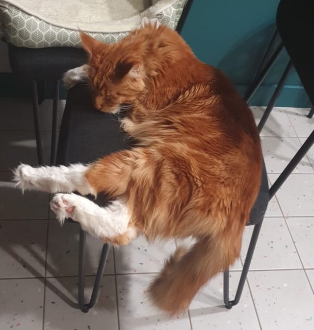 А где котики, сегодня же вторник!