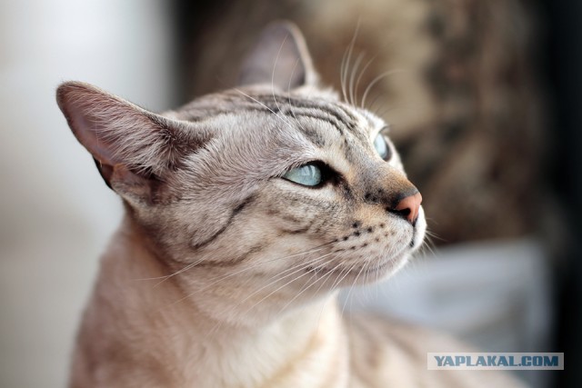 О бенгальских котах на наглядном примере