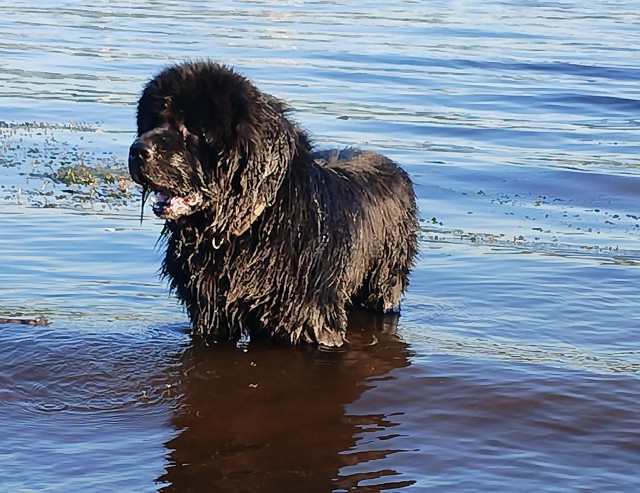 Собакочетверг!