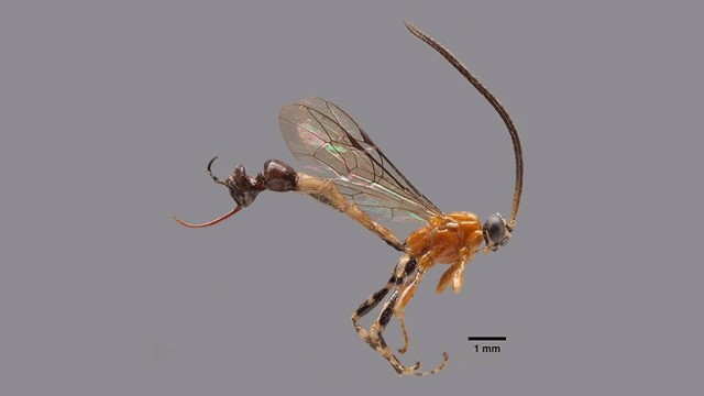 У этой осы есть еще одна голова, но она... в заднице.