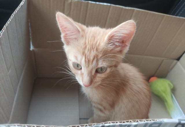 Принимайте в ряды которабов