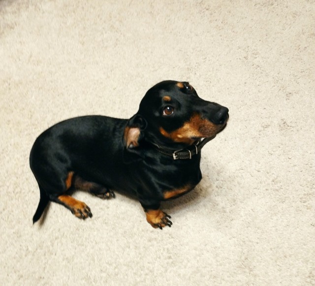 Всемирный день собак