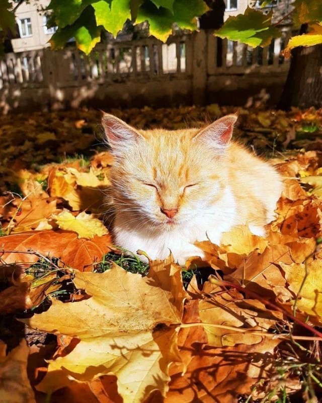 Осенний кот