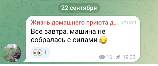 Жизнь домашнего приюта для котеек 558