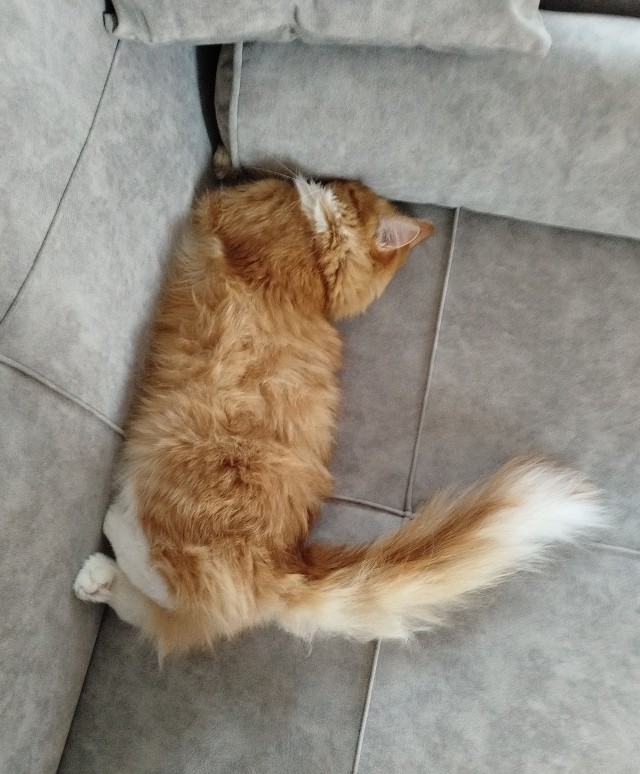 Уютное для котовторника