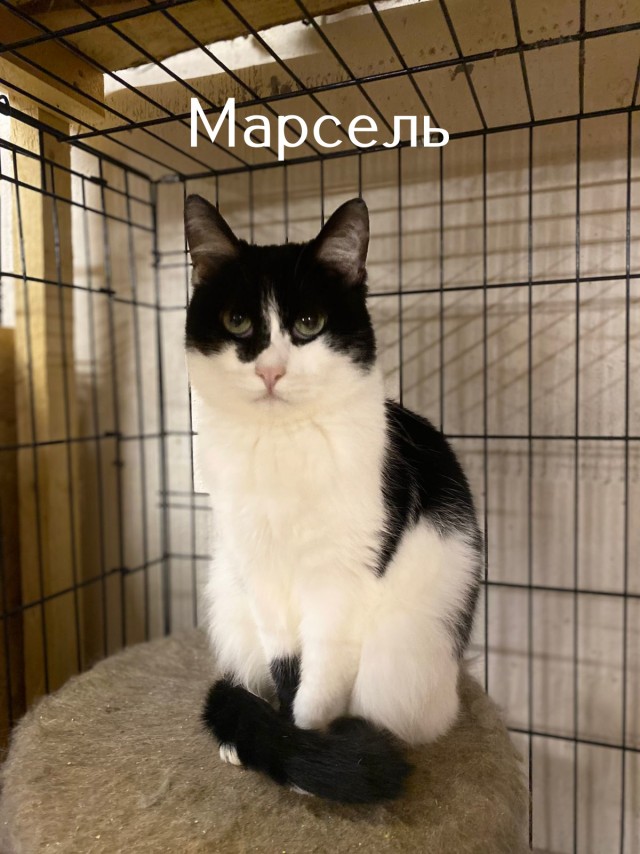Жизнь домашнего приюта "Котоленд" 519