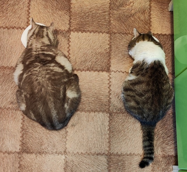 Котоужин