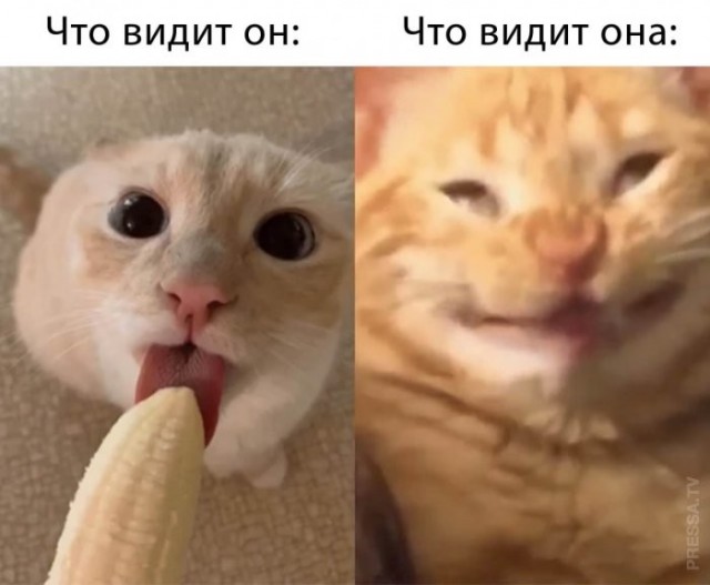 Веселые картинки в понедельник (06.04)