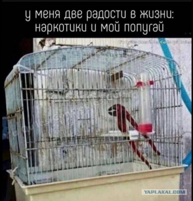 Веселые картинки в пятницу (21.08)
