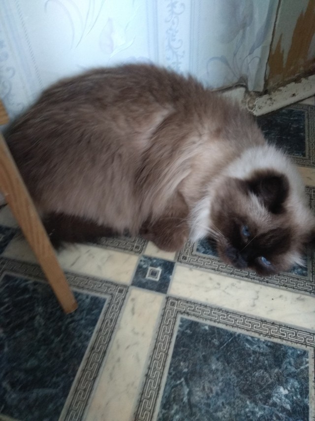 Мой кот
