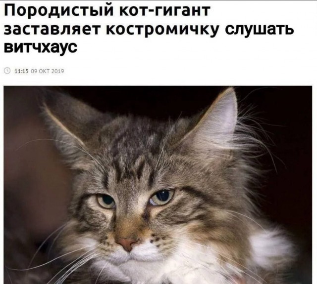Подборка картинок-баянов с котиками и про котиков. Выпуск 47