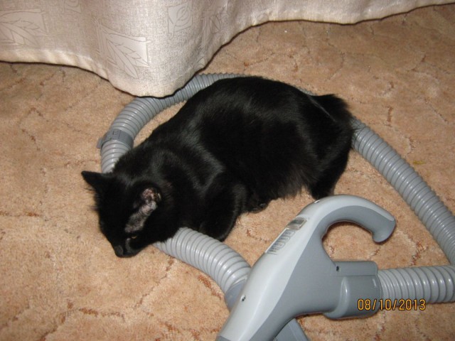 Котовторник 8.10.2013