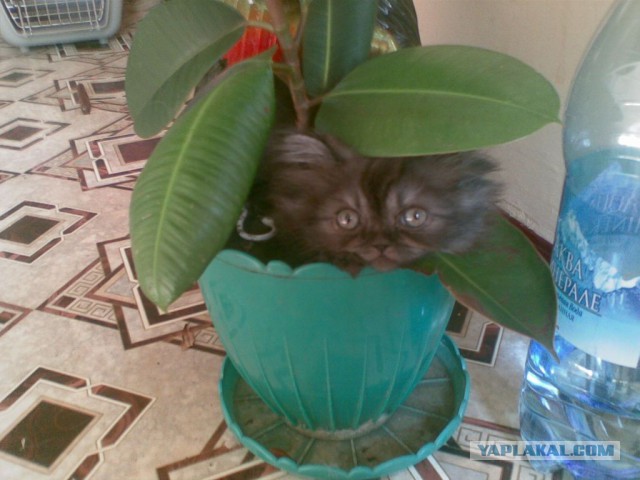 Котовторник   17.12.2013