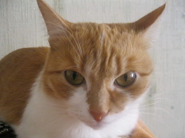 Котовторник 04.03.2014