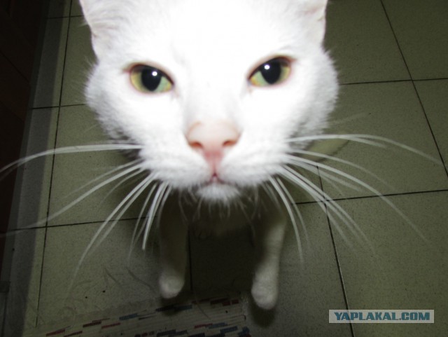 Котовторник 18.03.2014