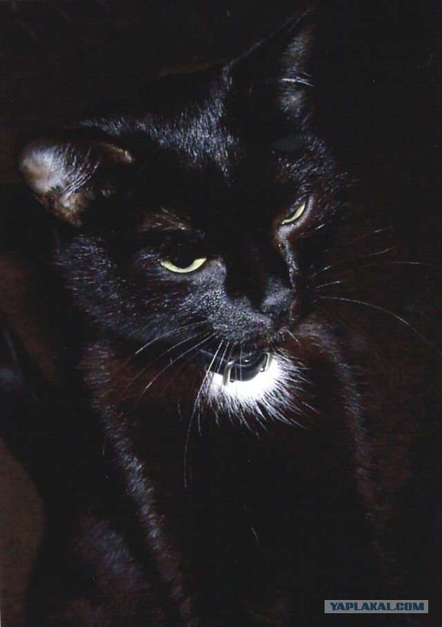Познавательные факты о черных кошках