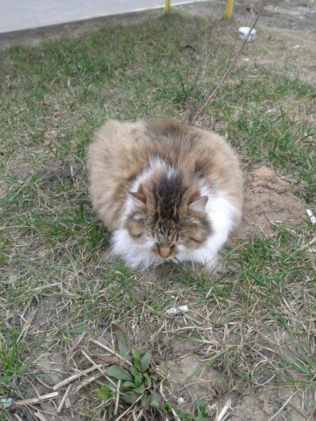 Котовторник 01.04.2014