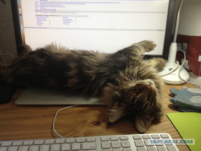 Котовторник 12.08.2014