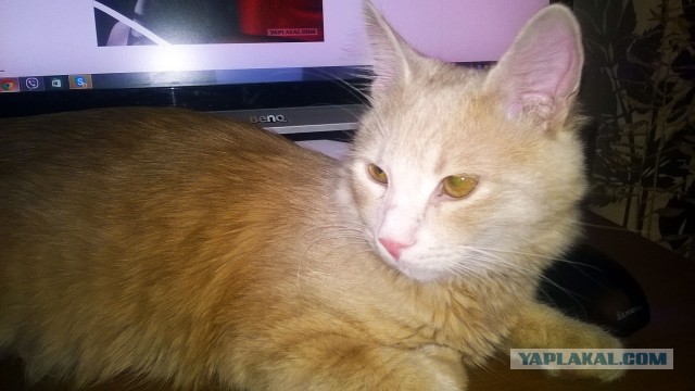 Котовторник 21.10.2014