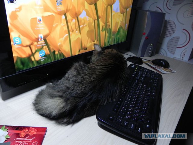 Котовторник 30.12.2014