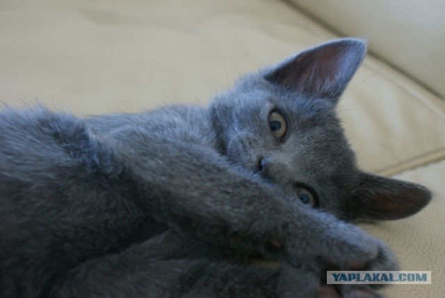 Моим котам