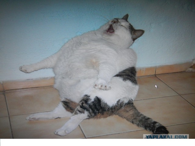 Как выращивают форель в Адлере