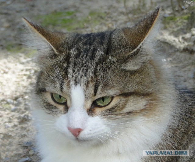 Котовторник 13.10.2015