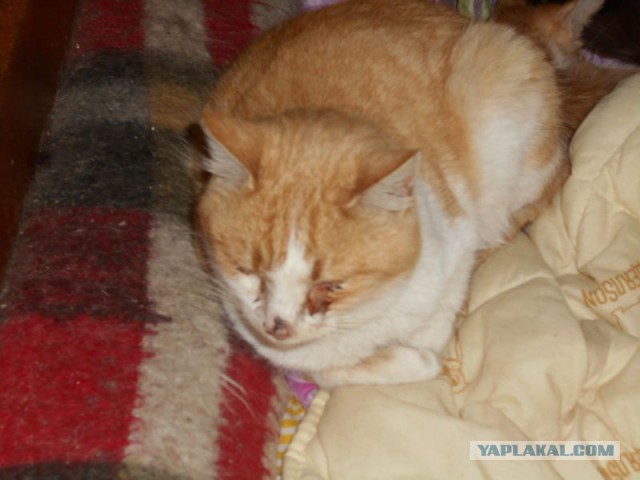 Жизнь домашнего приюта для котеек 87