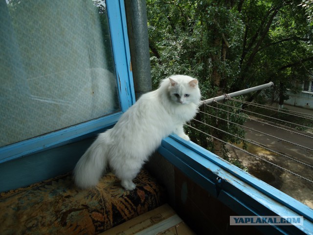 Котовторник 17.11.2015