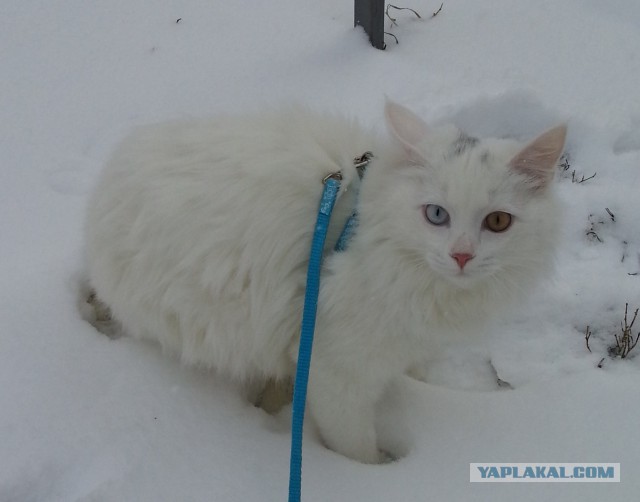 Котовторник 22.12.2015