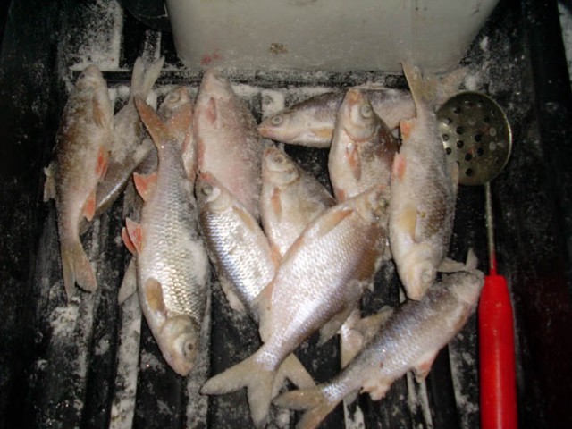 Рыбалка в Финском заливе (корюшка, плотва и густера)