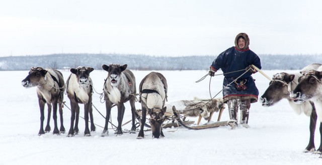 Что ненцу хорошо, русскому не понять