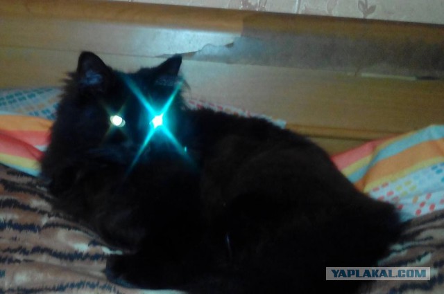 Котовторник - начало