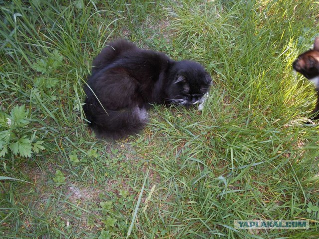 Жизнь домашнего приюта для котеек 115