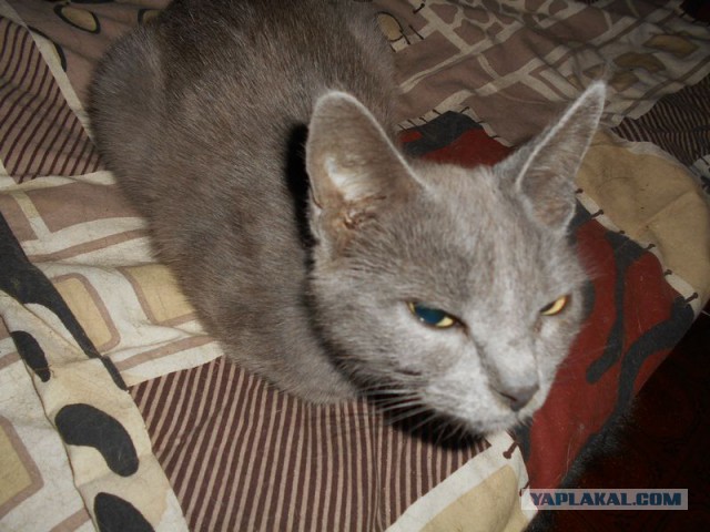 Жизнь домашнего приюта для котеек 117