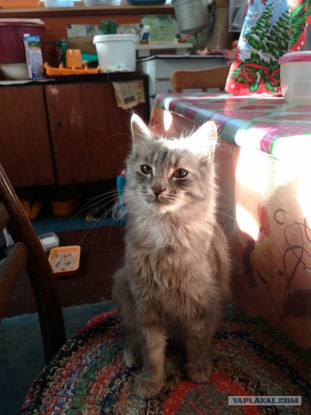 Котовторник 30.08.2016