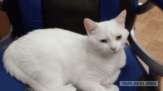 Котовторник 06.12.2016
