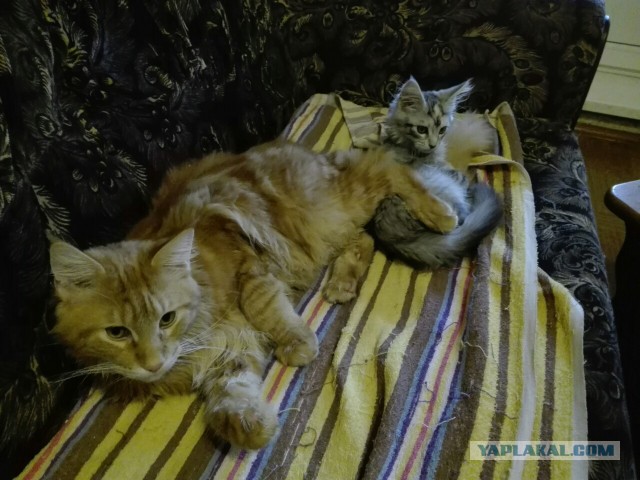 Котовторник  31.01.2017