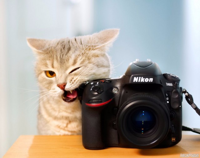 Коты и Кошки