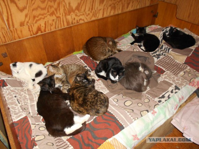 Жизнь домашнего приюта для котеек 159