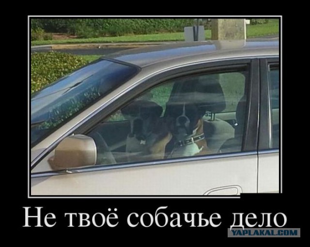 Баяны в чёрных рамках