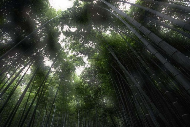 Интересные факты о бамбуке