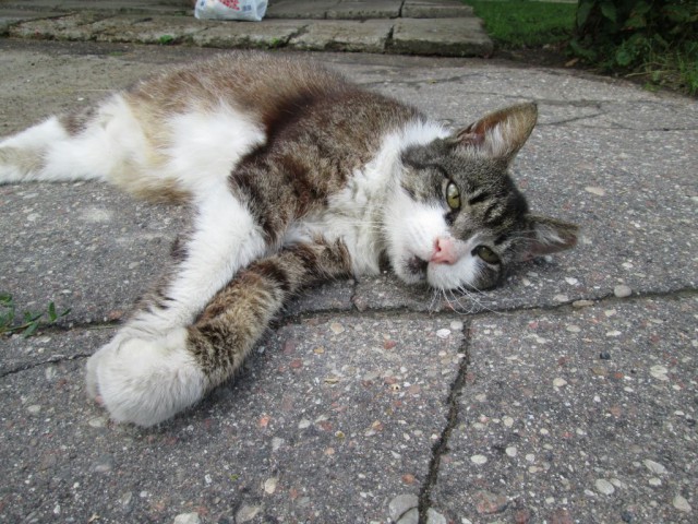 Котовторник 18.07.2017