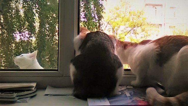 Котовторник 1.08.17