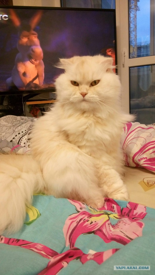 Котовторник 24.10.2017