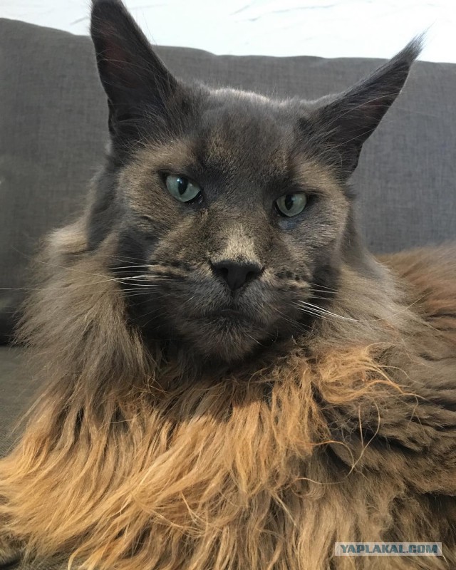 Котовторник!